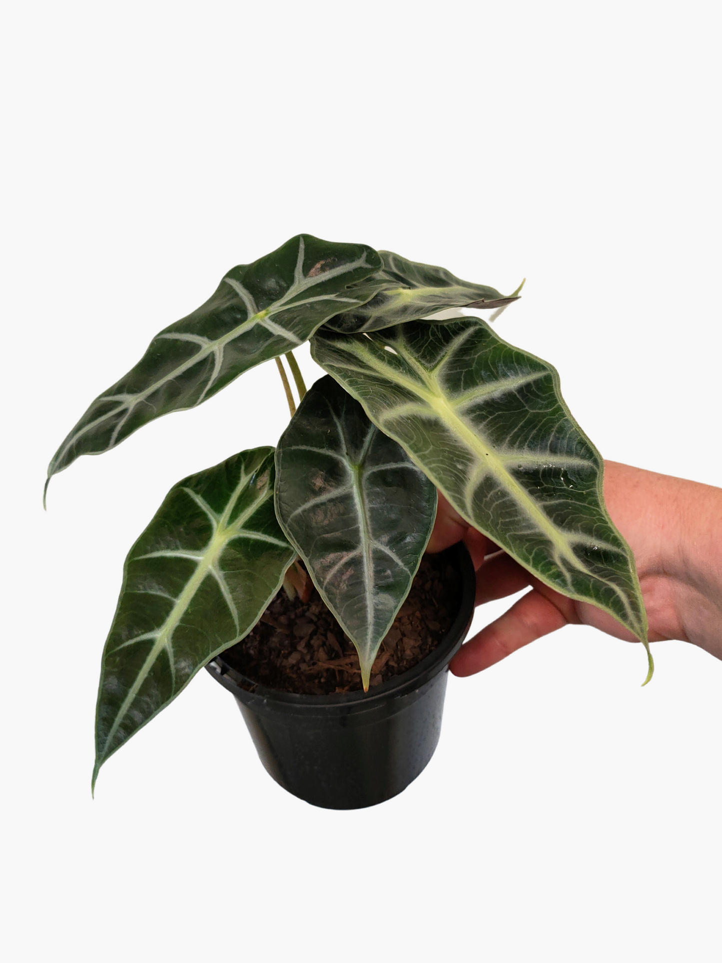 Alocasia Polly