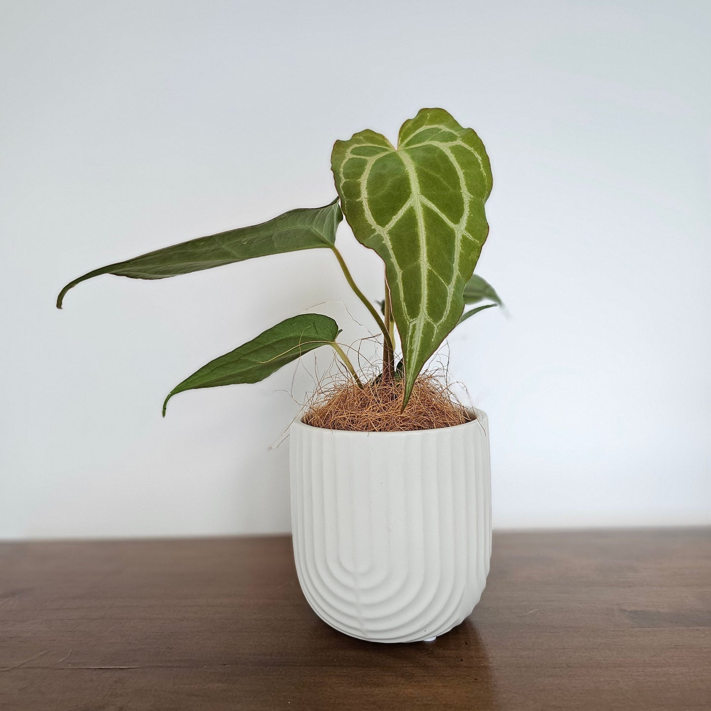 Anthurium crystallinum x magnificum