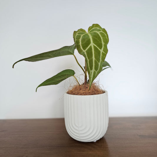 Anthurium crystallinum x magnificum