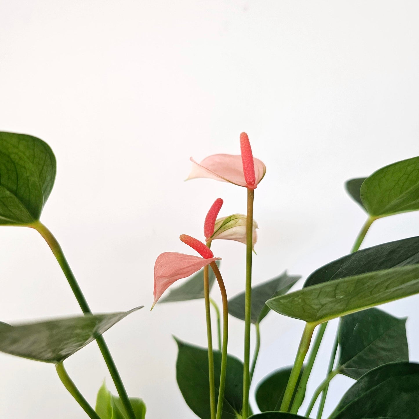 Anthurium Baby Coral