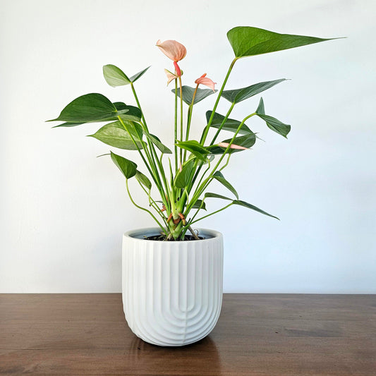 Anthurium Baby Coral