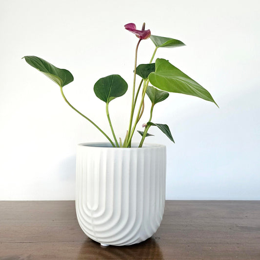 Anthurium Baby Purple