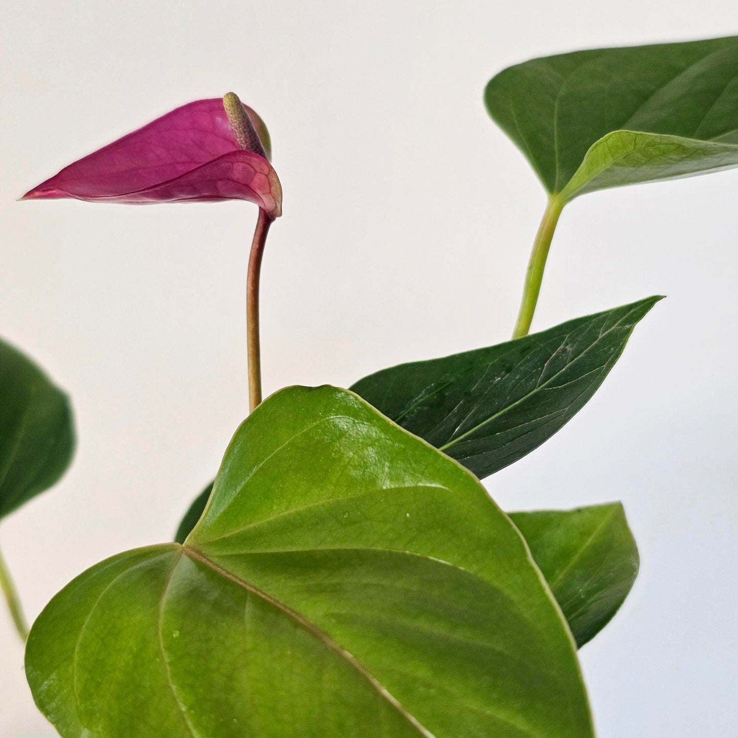Anthurium Baby Purple