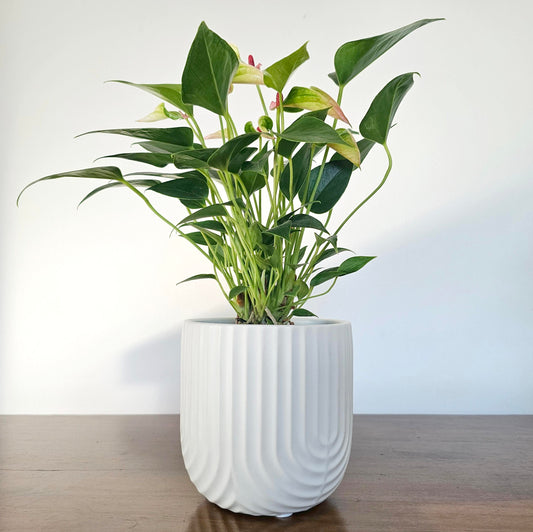 Anthurium Matata