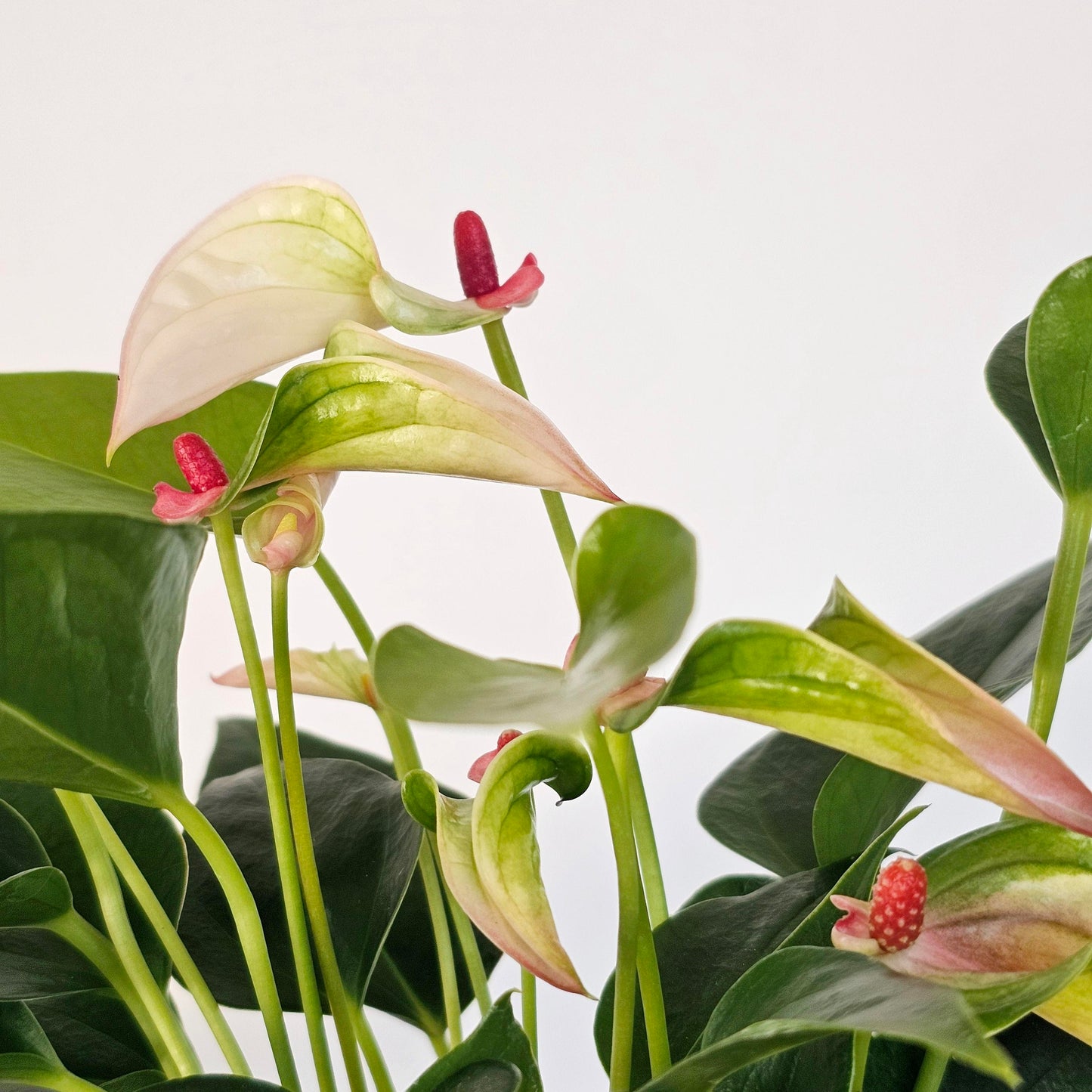 Anthurium Matata