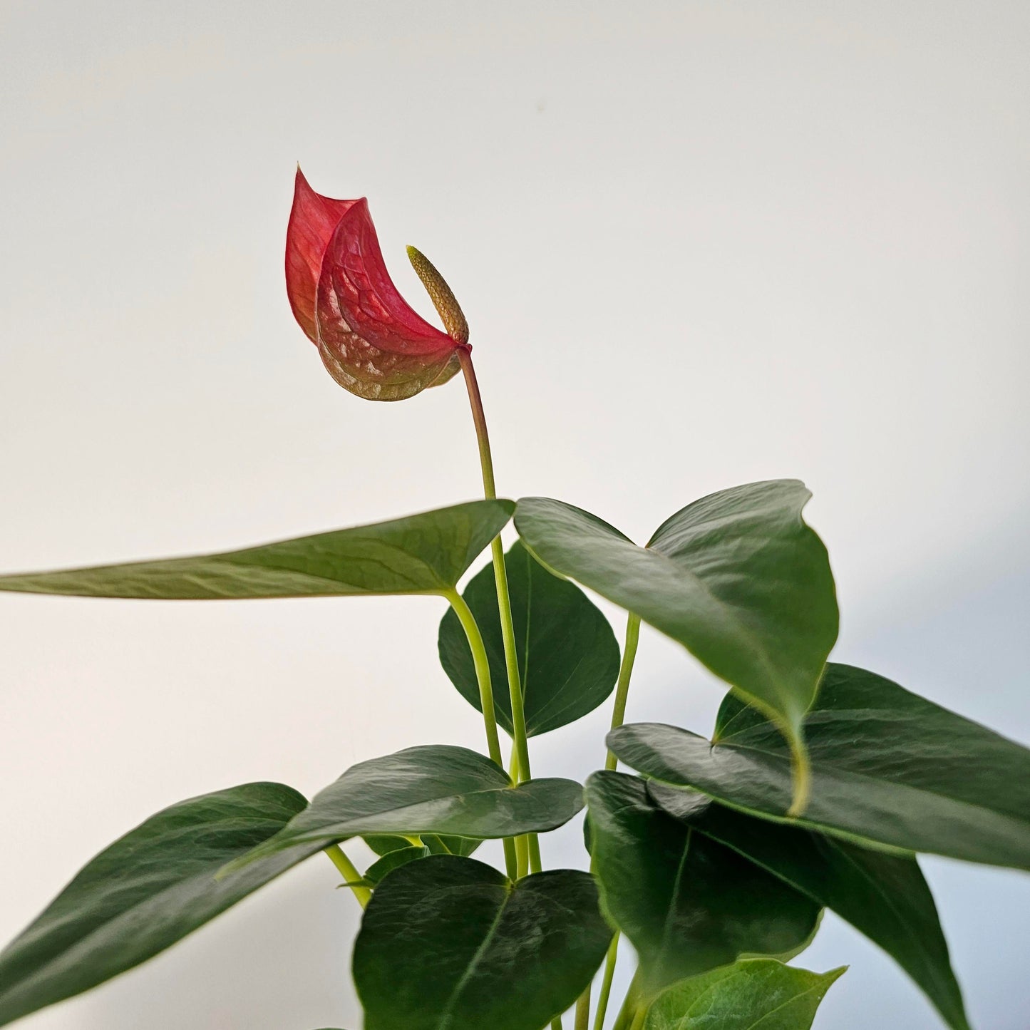Anthurium Red Bull