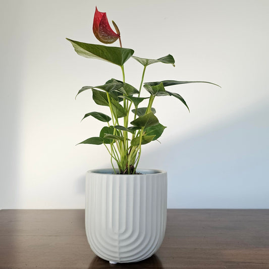 Anthurium Red Bull