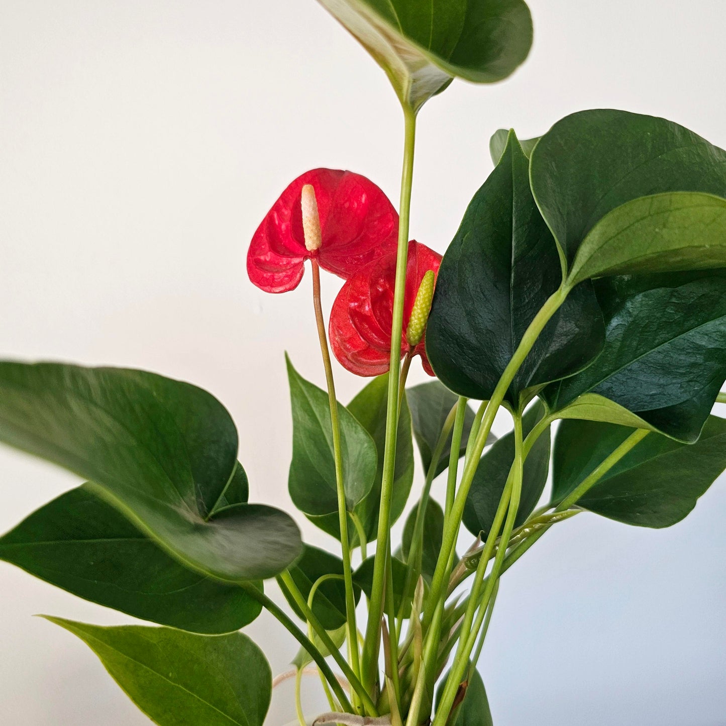 Anthurium Success Red
