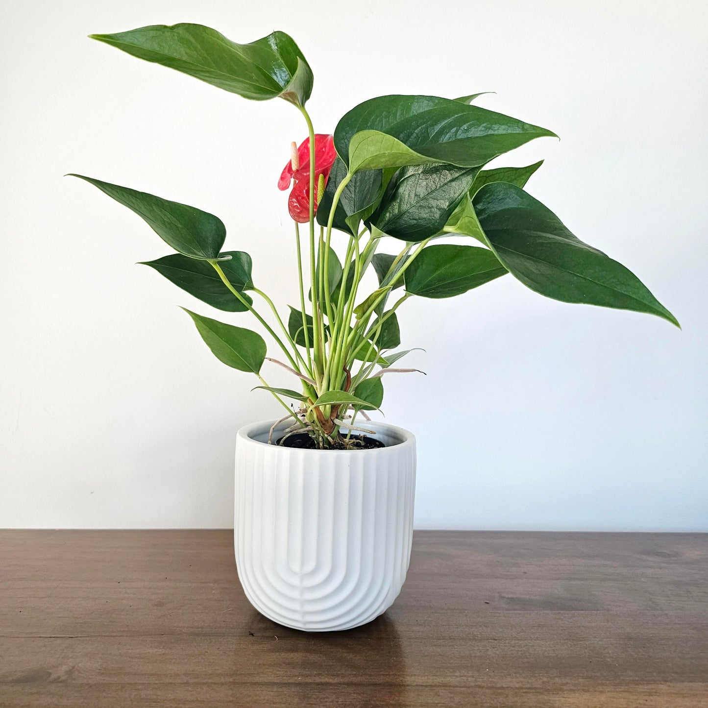 Anthurium Success Red