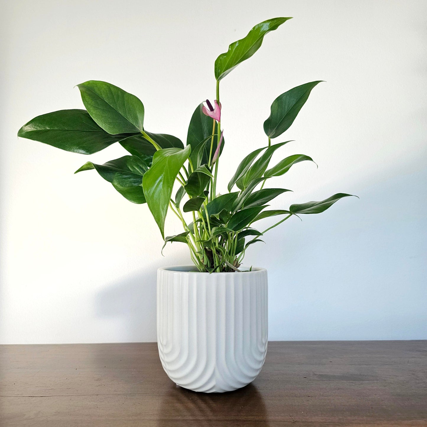 Anthurium Zizou