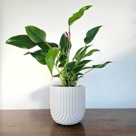 Anthurium Zizou