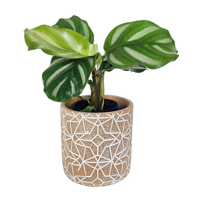 Plant Box of the month