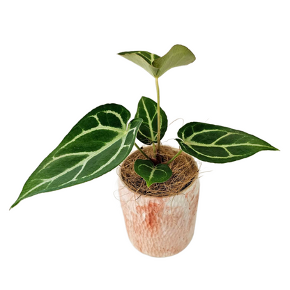 Plant Box of the month