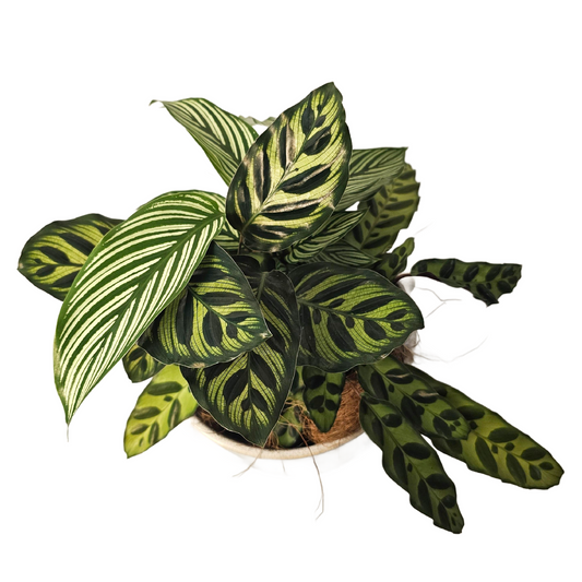 Plant Box of the month