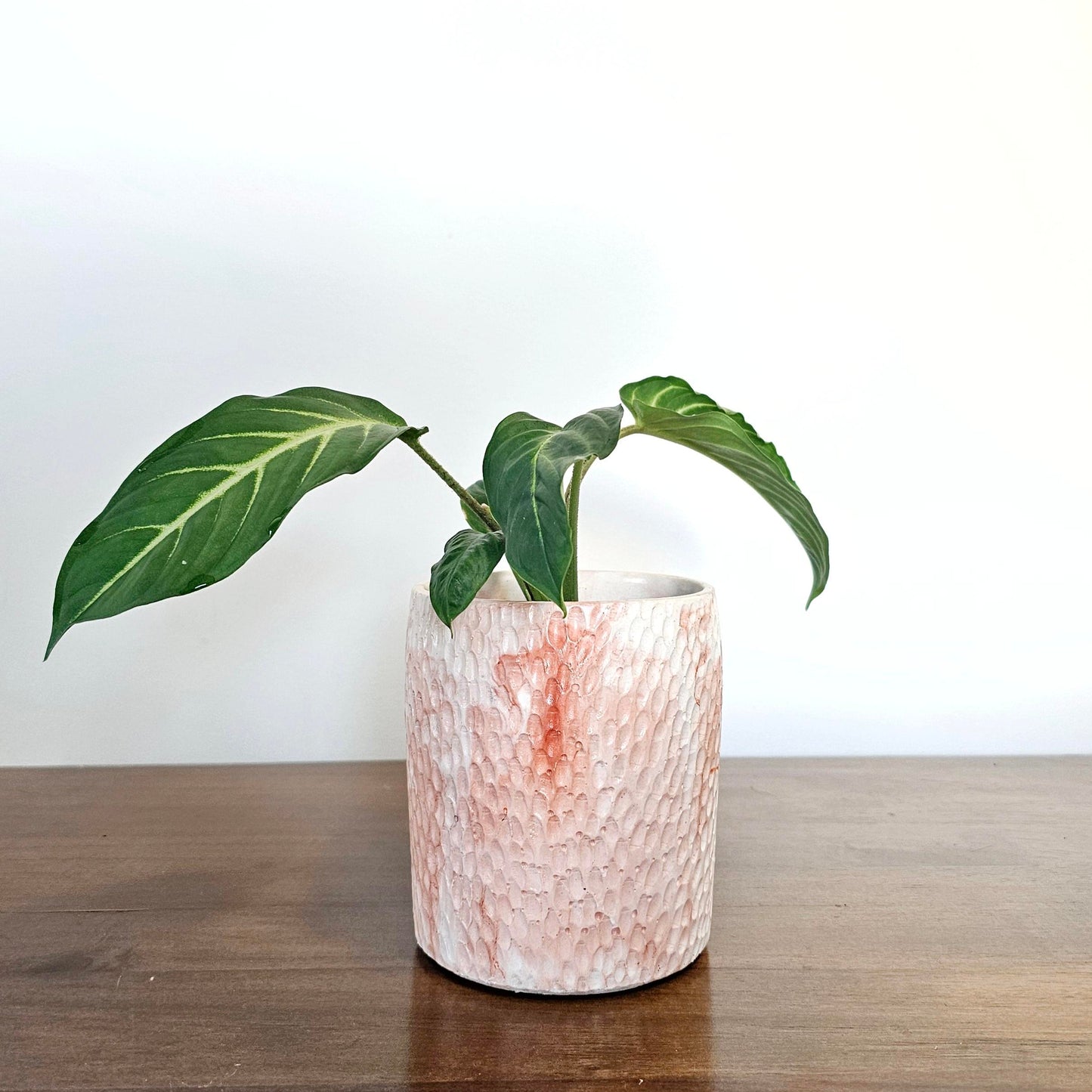 Caladium syn. xanthosoma lindenii