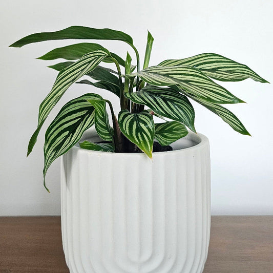 Calathea Vittata