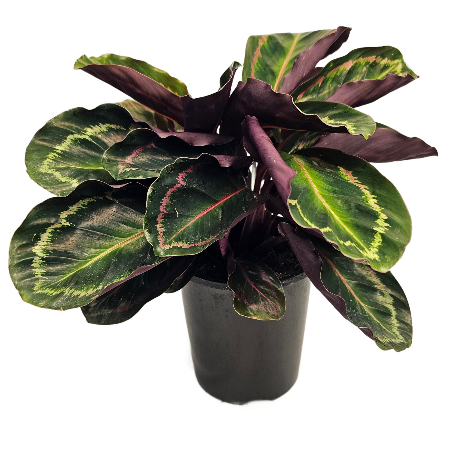 Calathea illustris