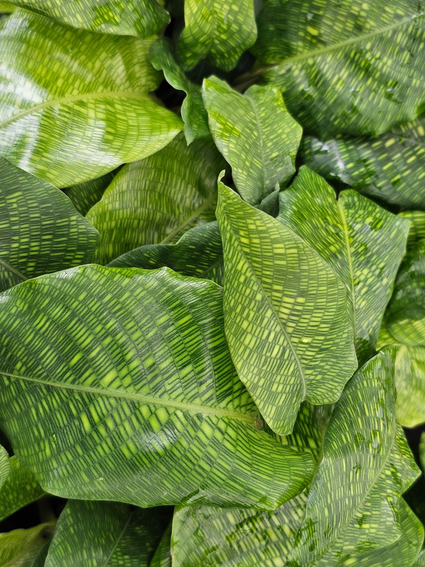 Calathea musaica