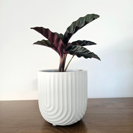 Calathea Velvet Glory