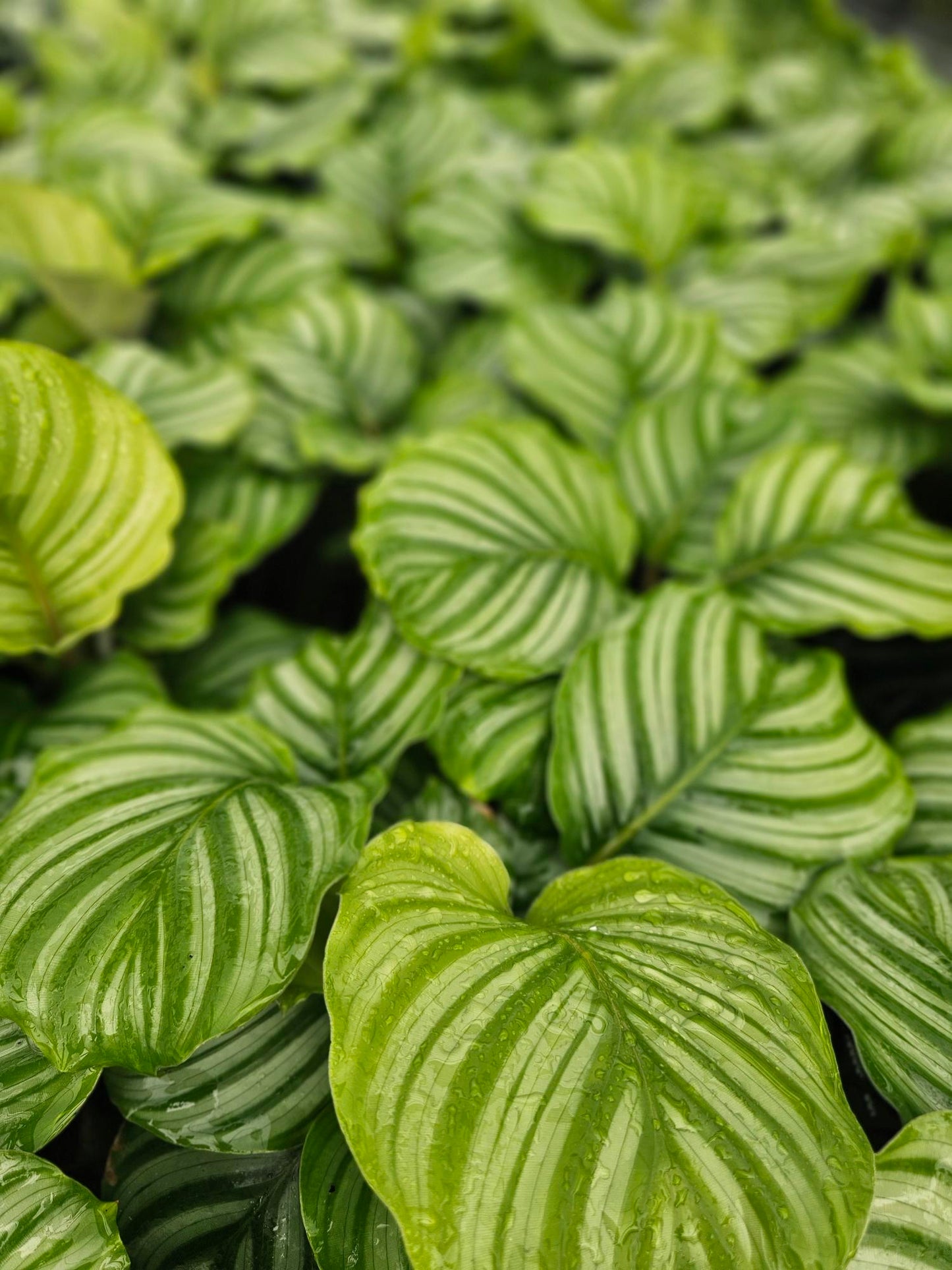 Calathea Orbifolia