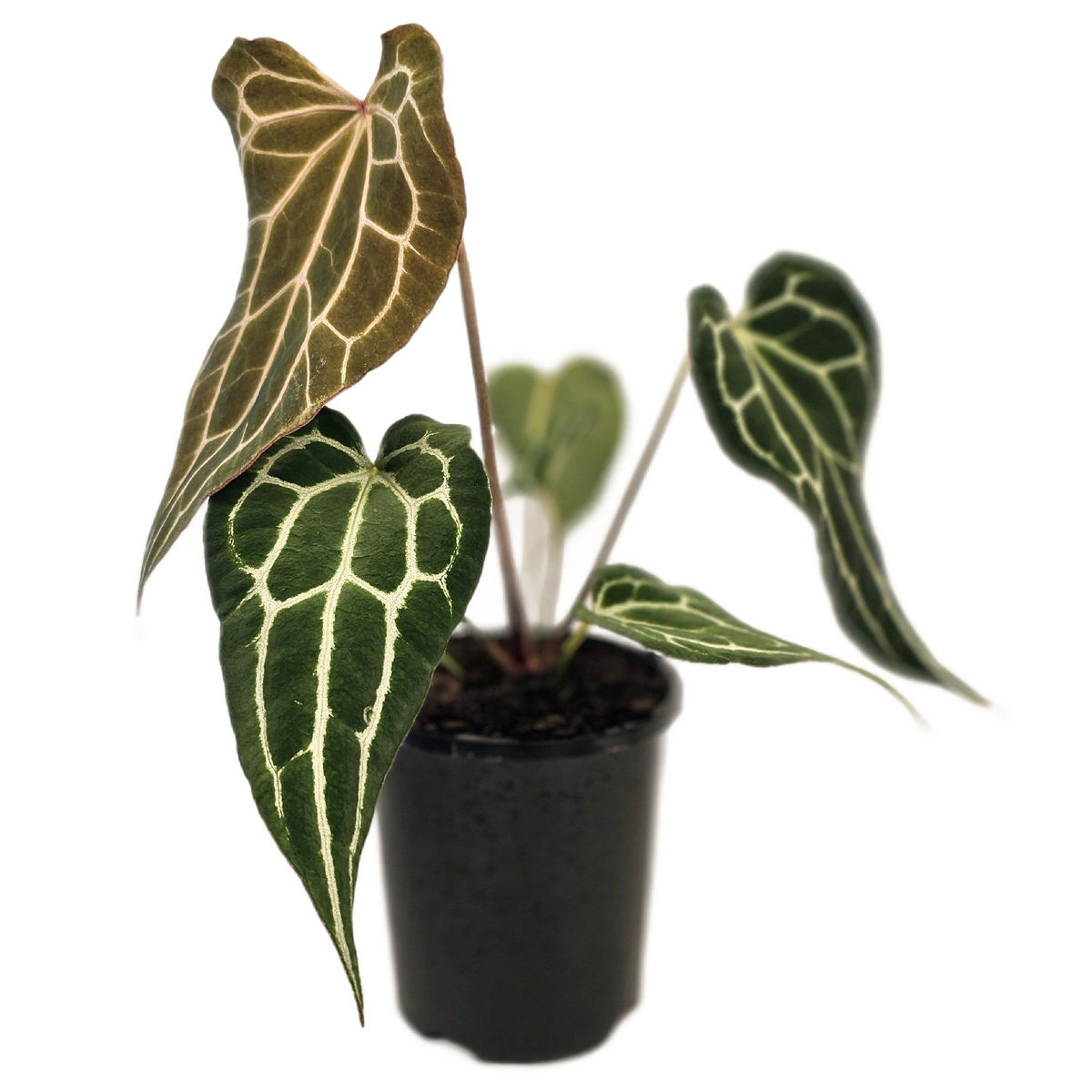 Anthurium crystallinum x magnificum 75mm