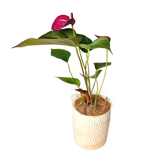 Anthurium Deco Purple