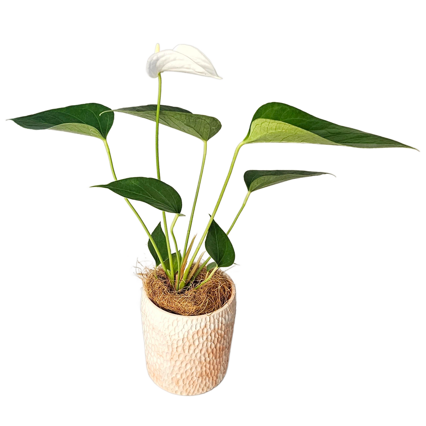 Anthurium Deco White