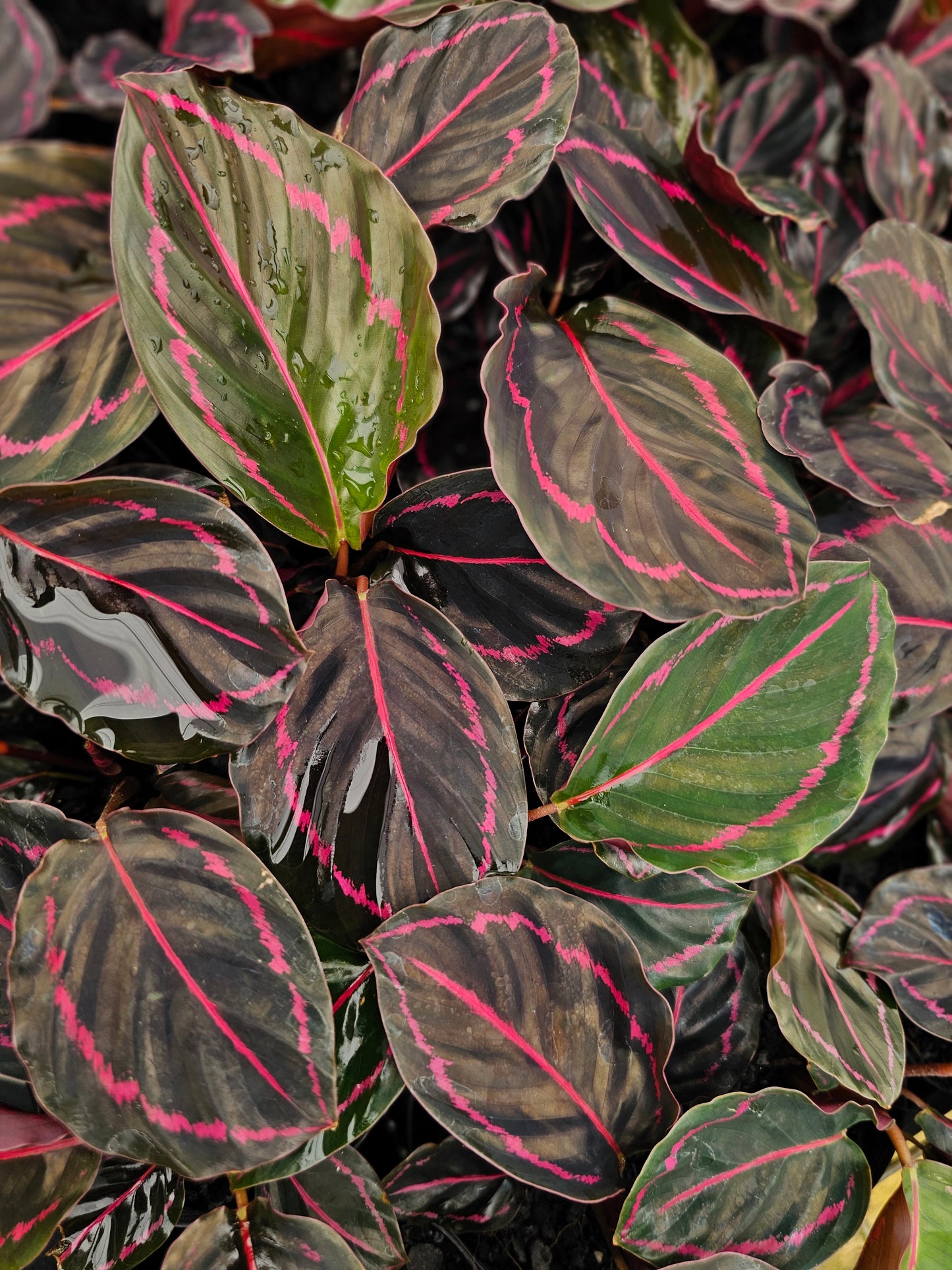 Calathea Dottie