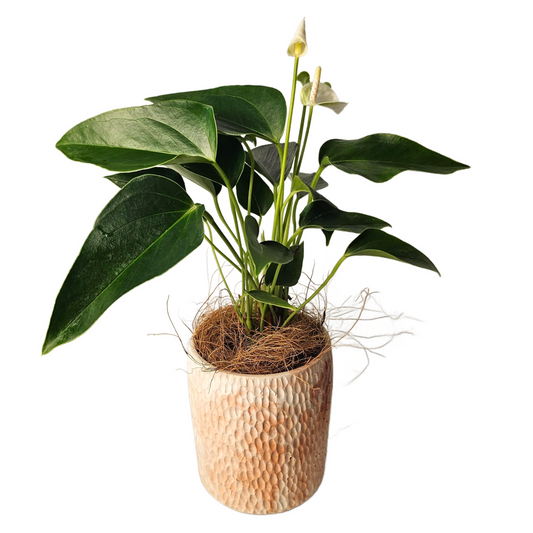 Anthurium Eclyps