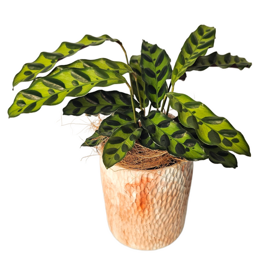 Calathea insignis