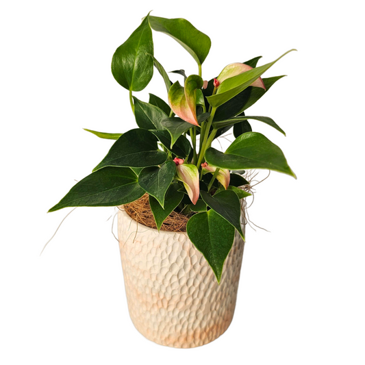 Anthurium Matata