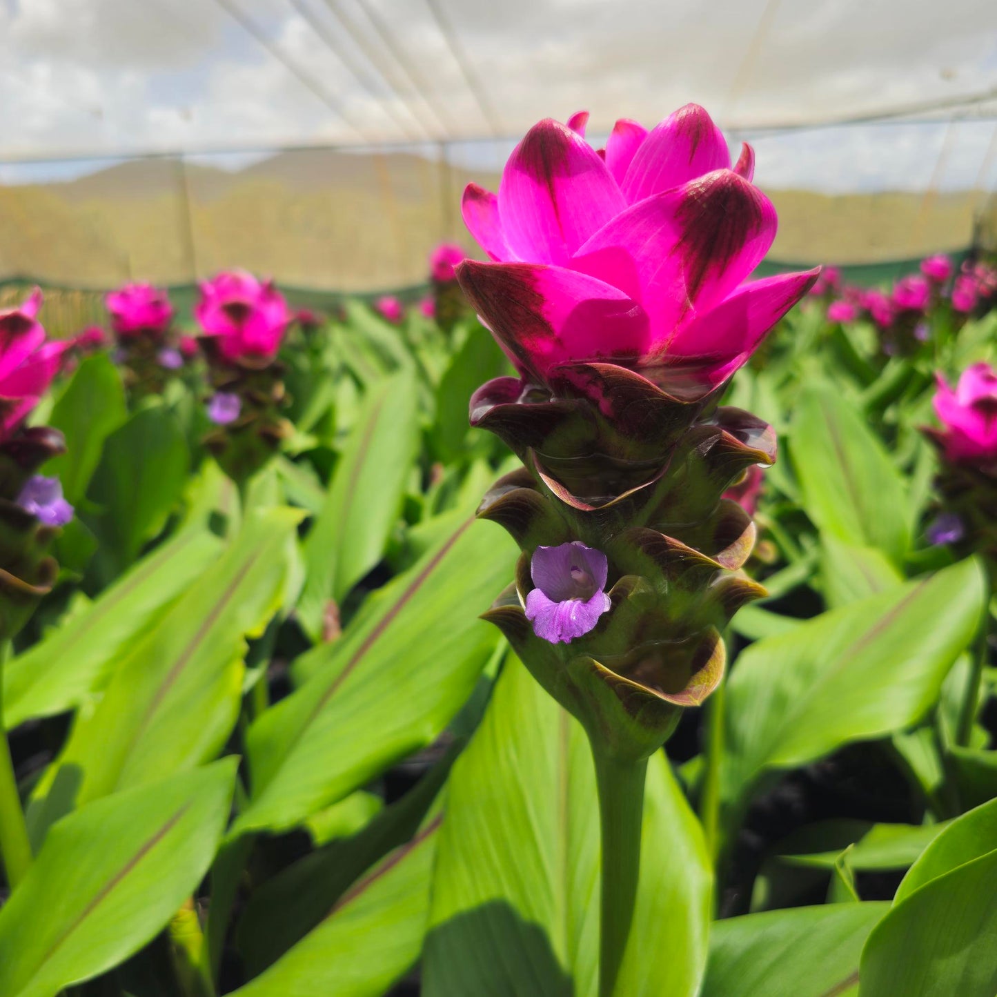 Curcuma Siam Shadow