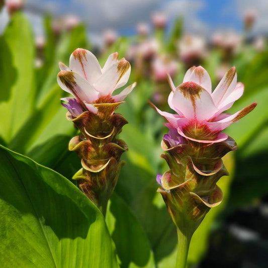 Curcuma Siam Sparkling