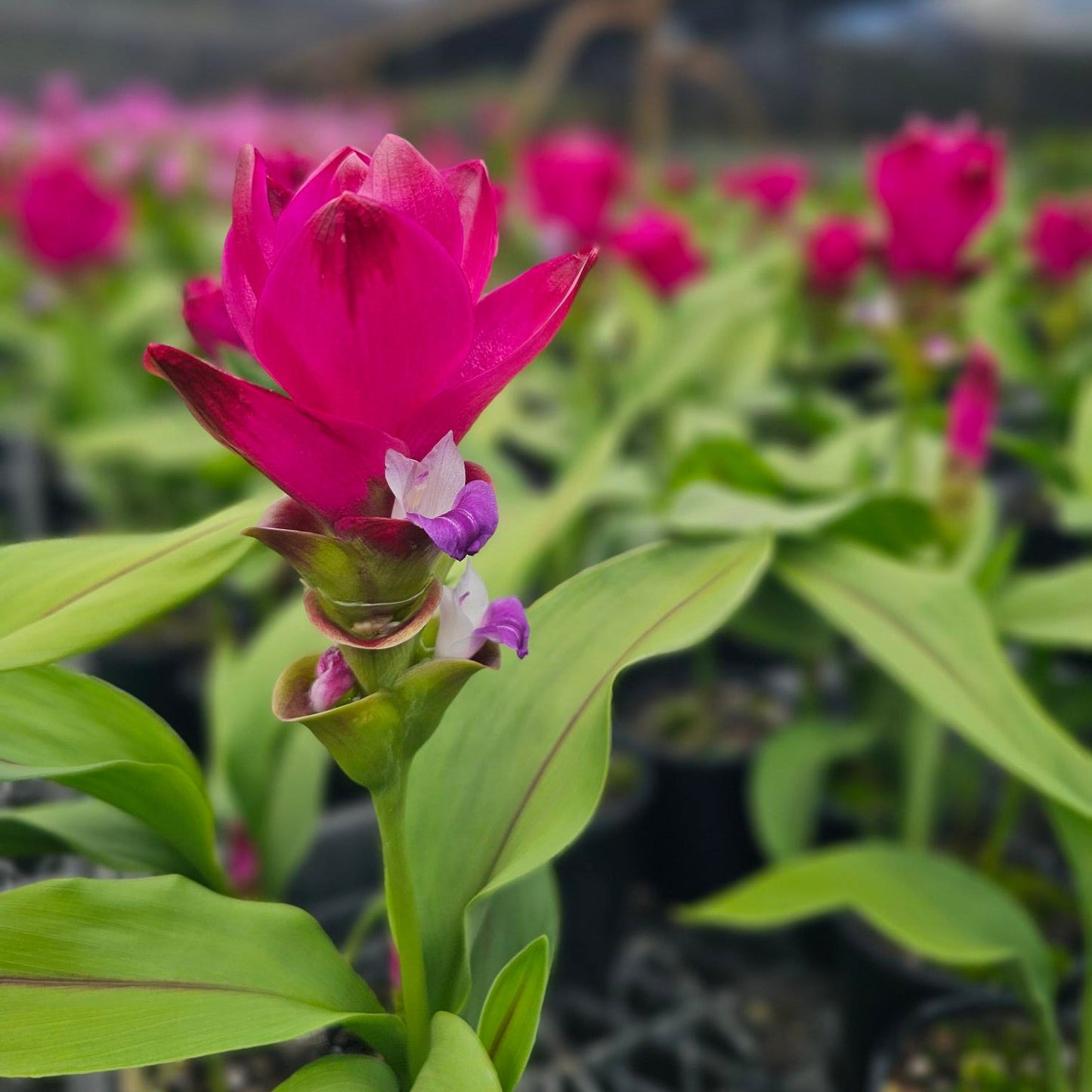 Curcuma Siam Sublime