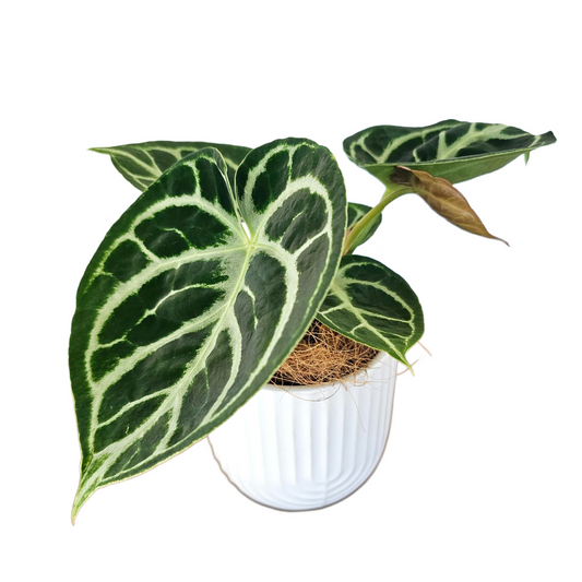 Anthurium Dorayaki 75mm