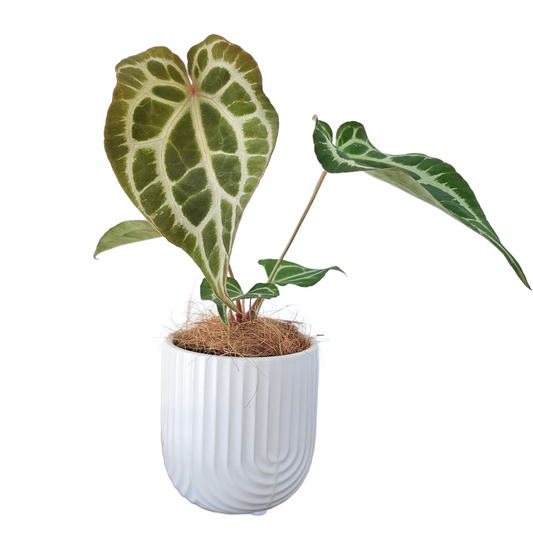 Anthurium crystallinum x magnificum 75mm
